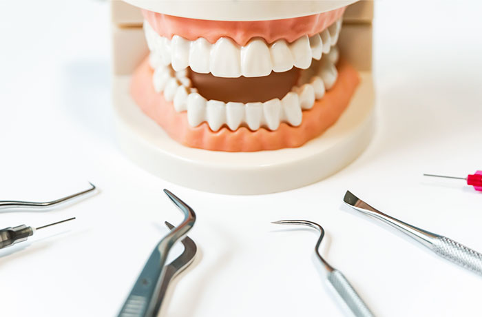 足立区西新井の歯医者ホリ歯科コラム「妊娠中に歯医者の麻酔をしても大丈夫？」顎模型と治療器具のイメージ写真